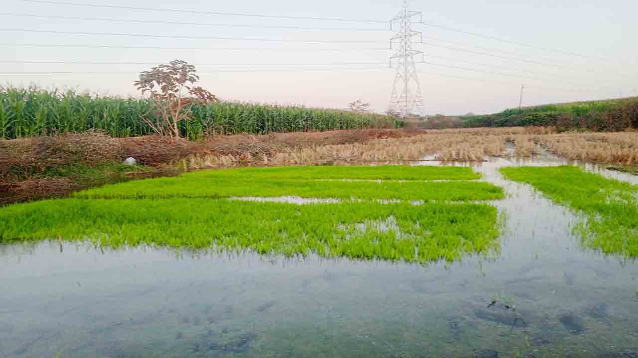ప్రభుత్వ ప్రోత్సాహం.. రైతుల ఉత్సాహం
