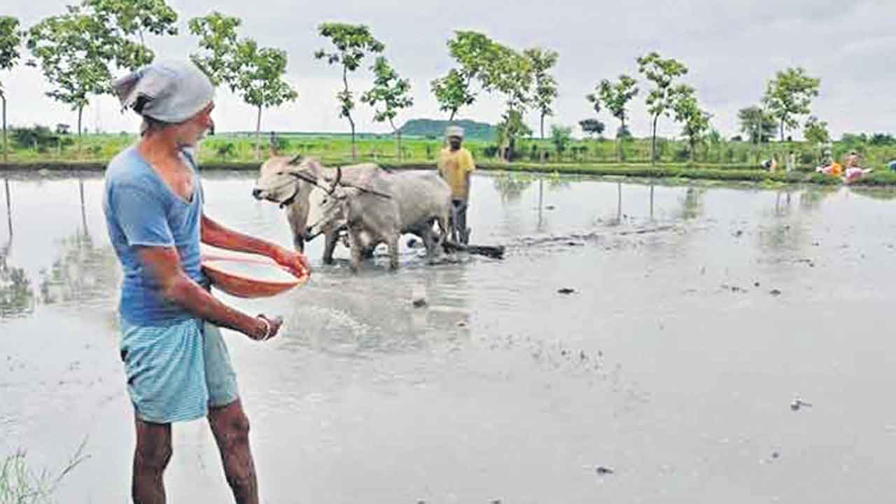 నాట్లకు స్వస్తి.. వెదజల్లే పద్ధతిపై ఆసక్తి..