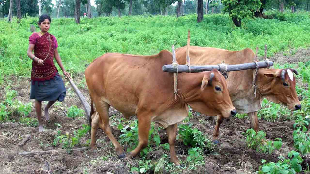 గిరిజన గూడేల్లో ప్రకృతి సేద్యం