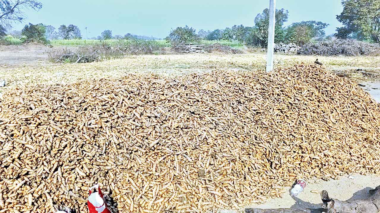 జాగ్రత్తలు పాటిస్తే పచ్చ‘బంగారమే..’