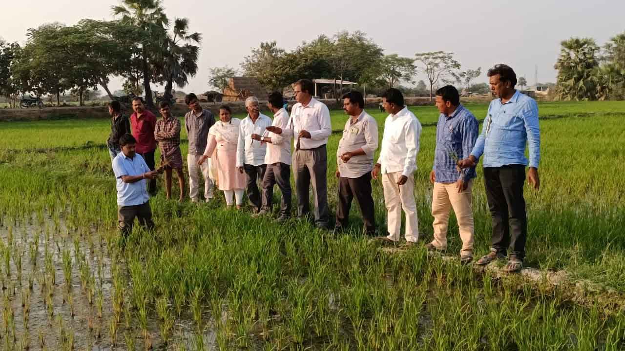 వరిలో సస్యరక్షణ చర్యలు పాటించాలి