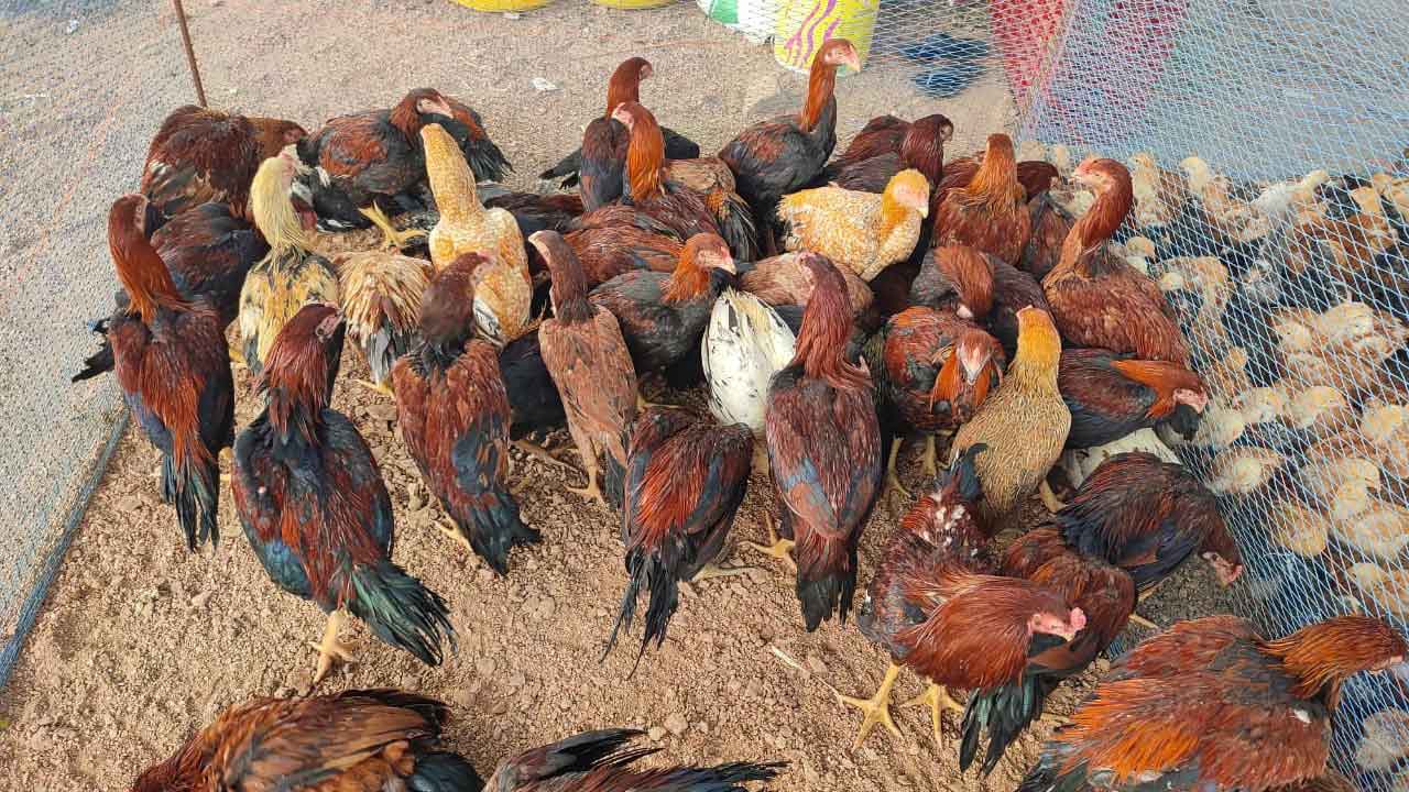 నాటుకోడికి భలే క్రేజ్‌