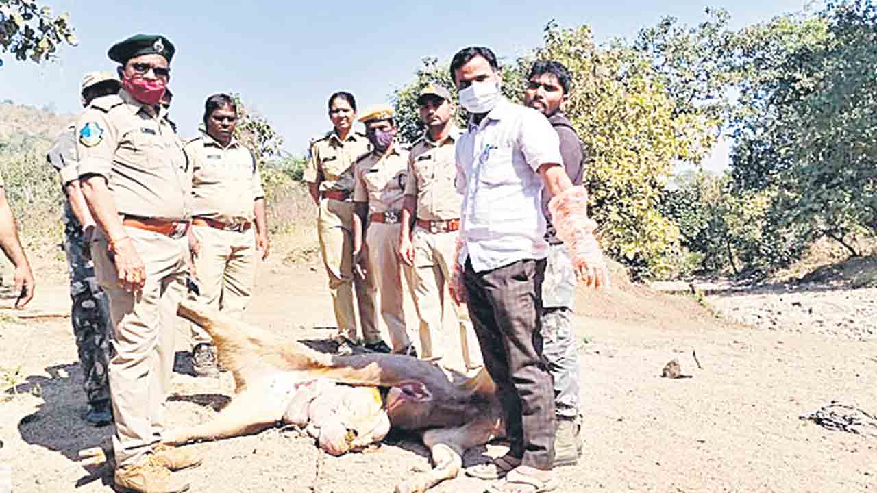 వేటగాళ్ల చేతిలో మనుబోతు హతం