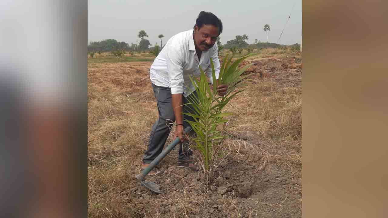 10 ఎకరాల్లో ఆయిల్ పామ్