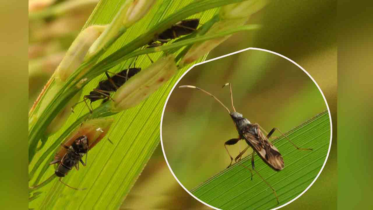 వరిపైరుపై తెగుళ్ల దాడి