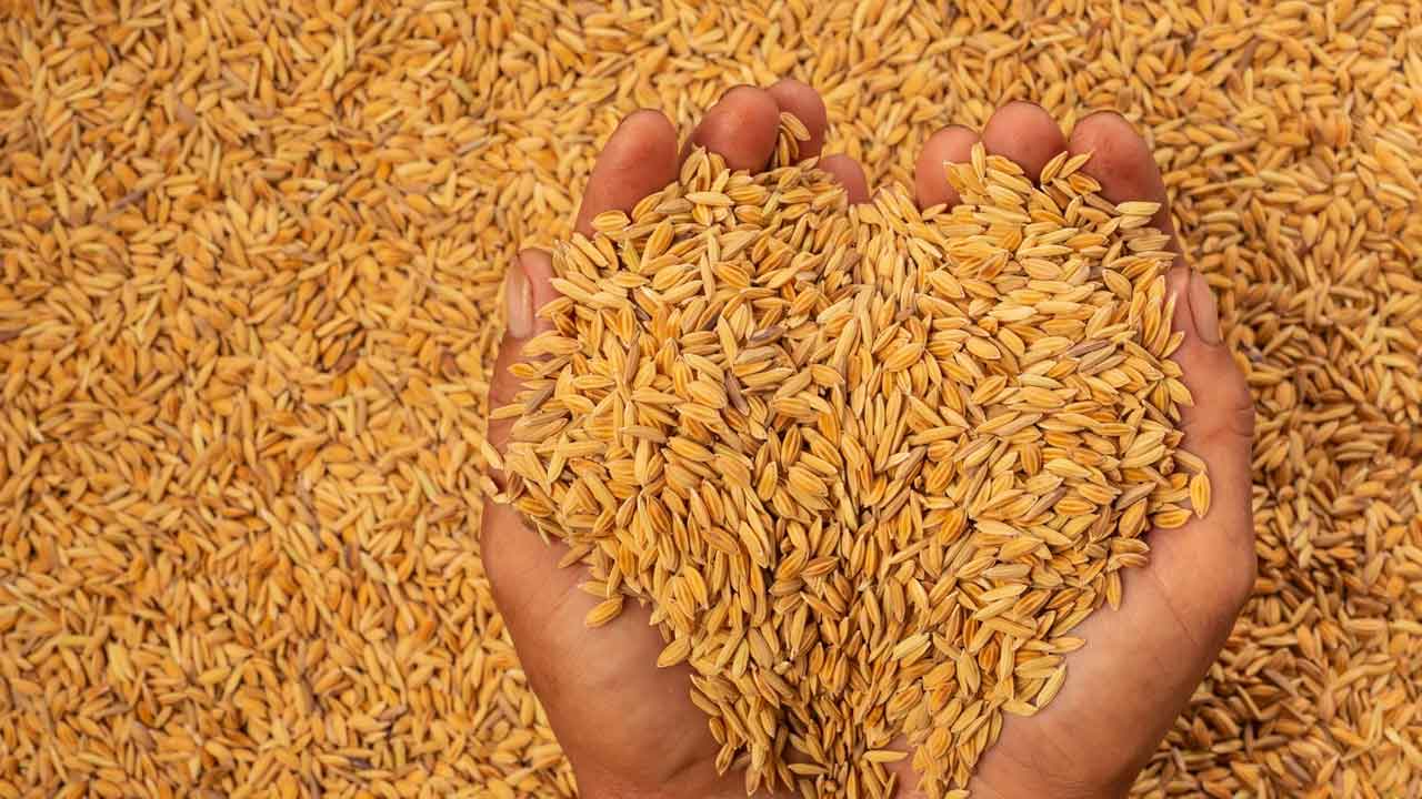 వడ్లన్నీ కొనుగోలు