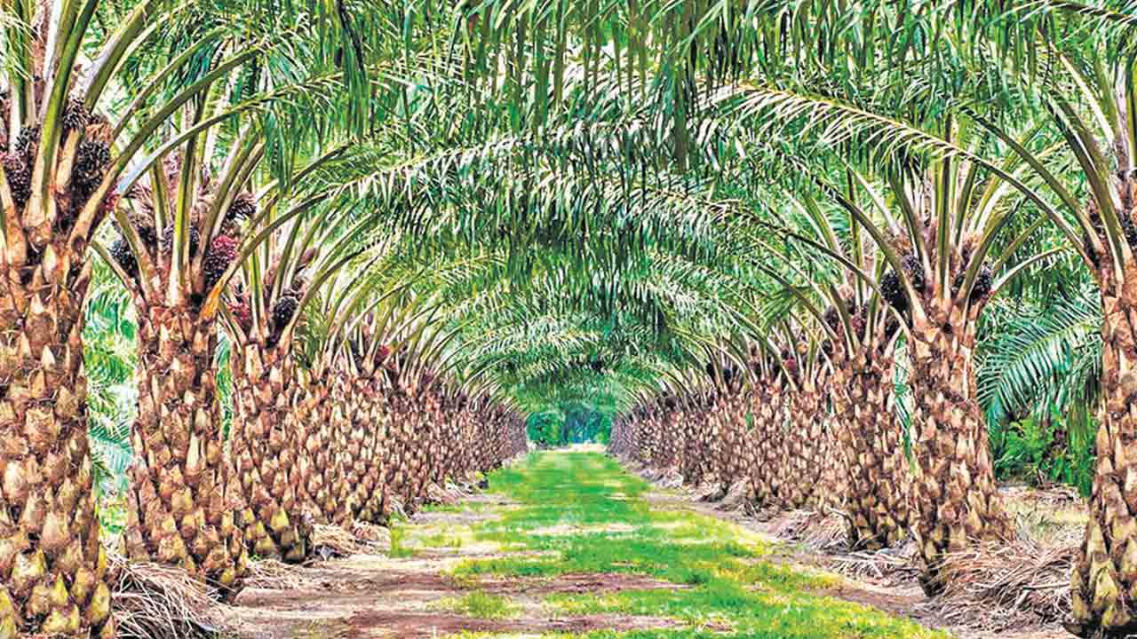 పామాయిల్‌ ఫ్యాక్టరీలూ ఇక్కడే