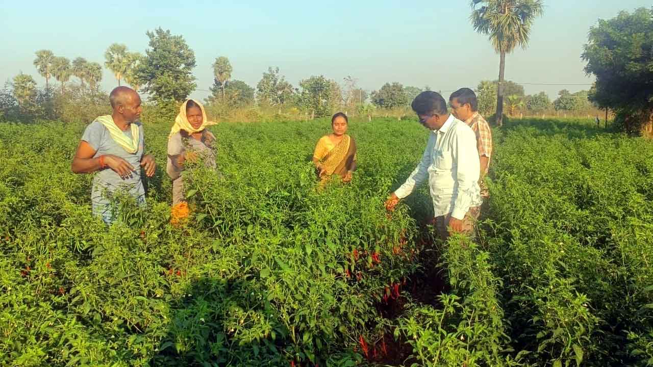 మహిళల ఆచరణ వంట సేకరణ