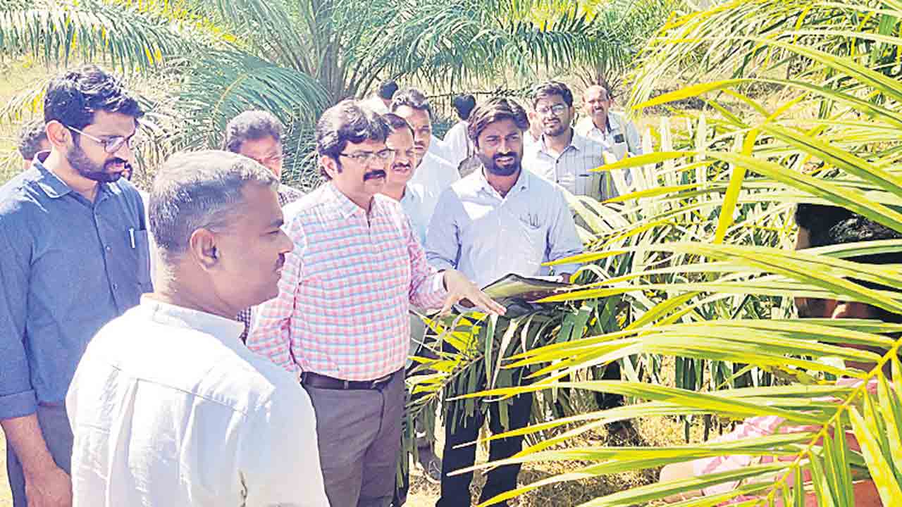 ఆయిల్పామ్ సాగుతో అధిక లాభాలు