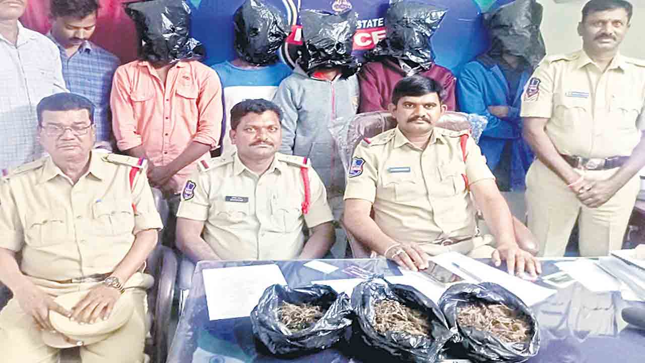 గంజాయి విక్రేతల అరెస్టు