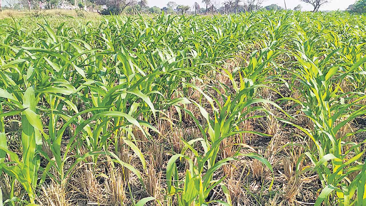 అద్భుతం జీరో టిల్లేజ్‌ పద్ధతి