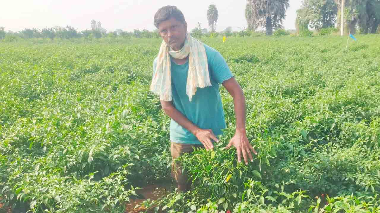 ఏడాదిలో రెండు మెట్ట పంటలు