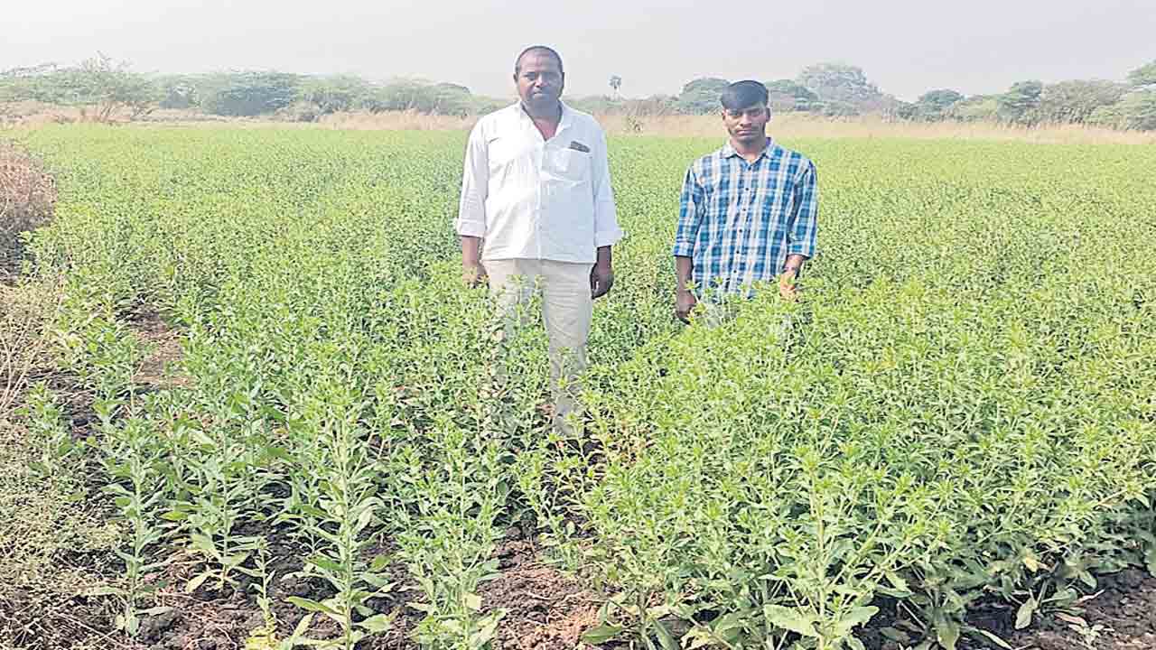 2,407 ఎకరాల్లో తెల్ల కుసుమ