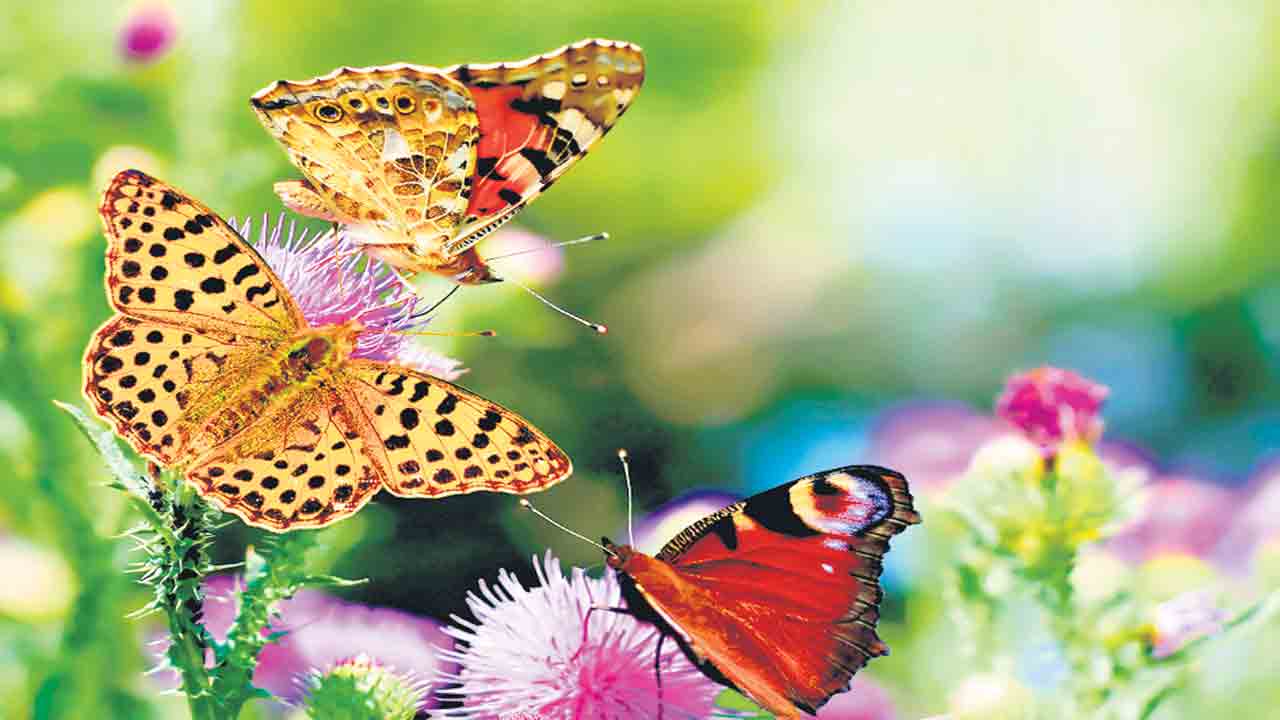 ప్రకృతికే వన్నె తెస్తున్న సీతాకోక చిలుక.. జీవవైవిధ్యంలో కీలకం