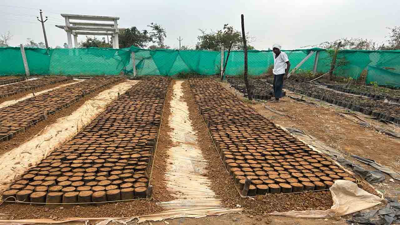 హరితహారానికి మొక్కల పెంపకం