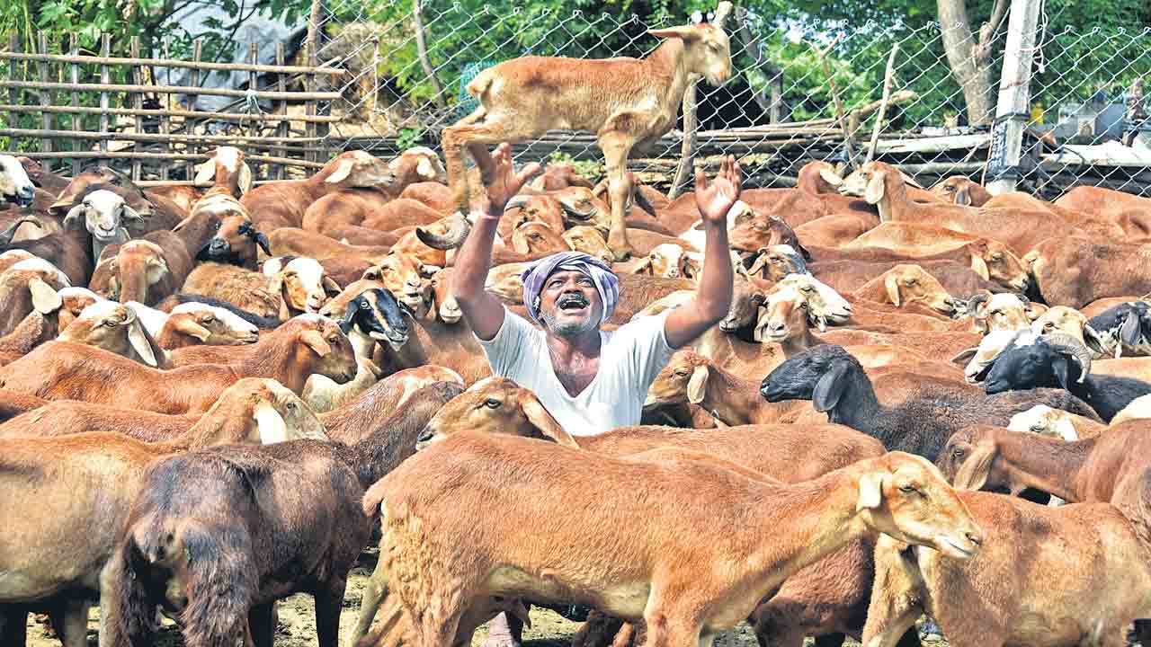 గొర్రెల పెంపకంలో పునరుత్పత్తే కీలకం