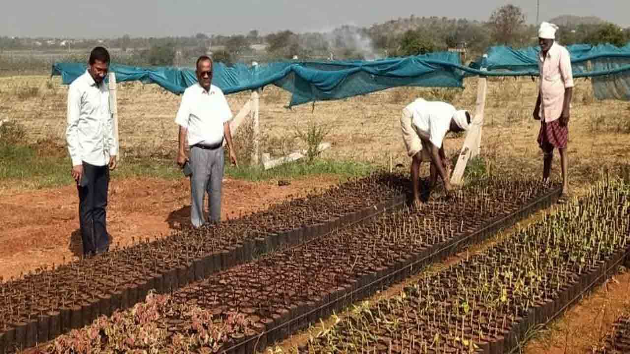 నర్సరీల పనుల్లో నిర్లక్ష్యం చేయవద్దు