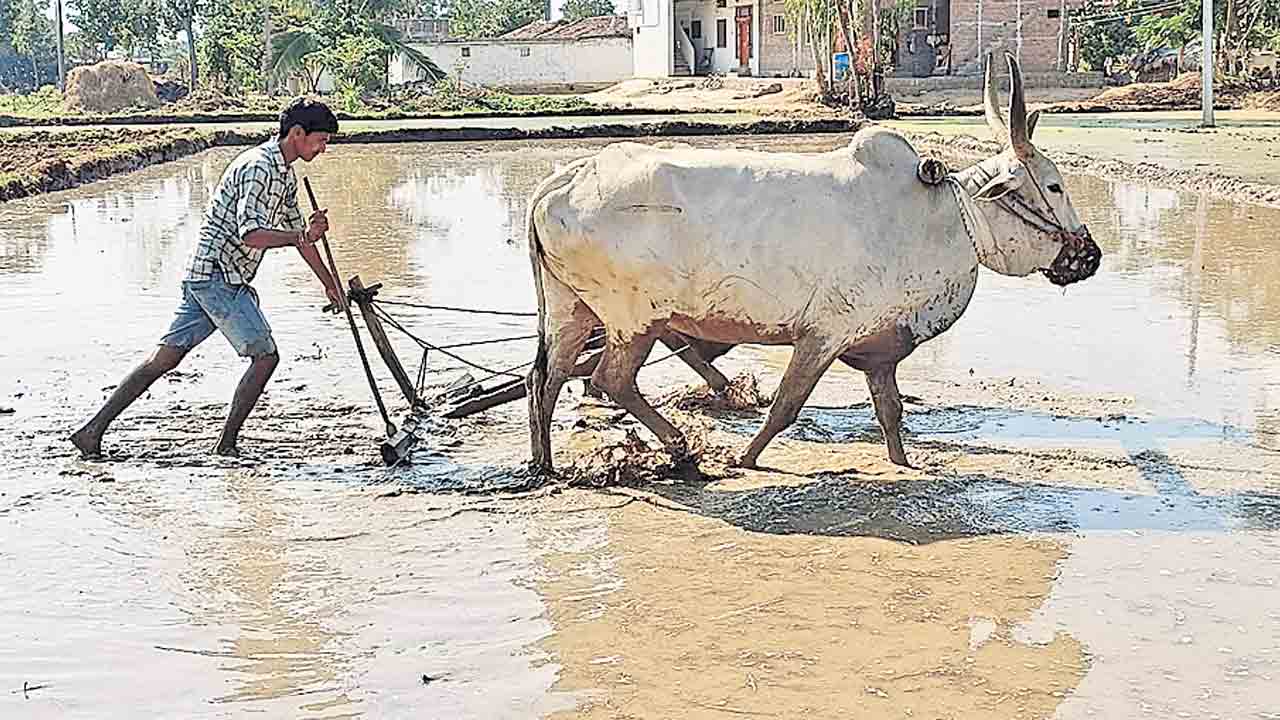తుదిదశలో వరినాట్లు