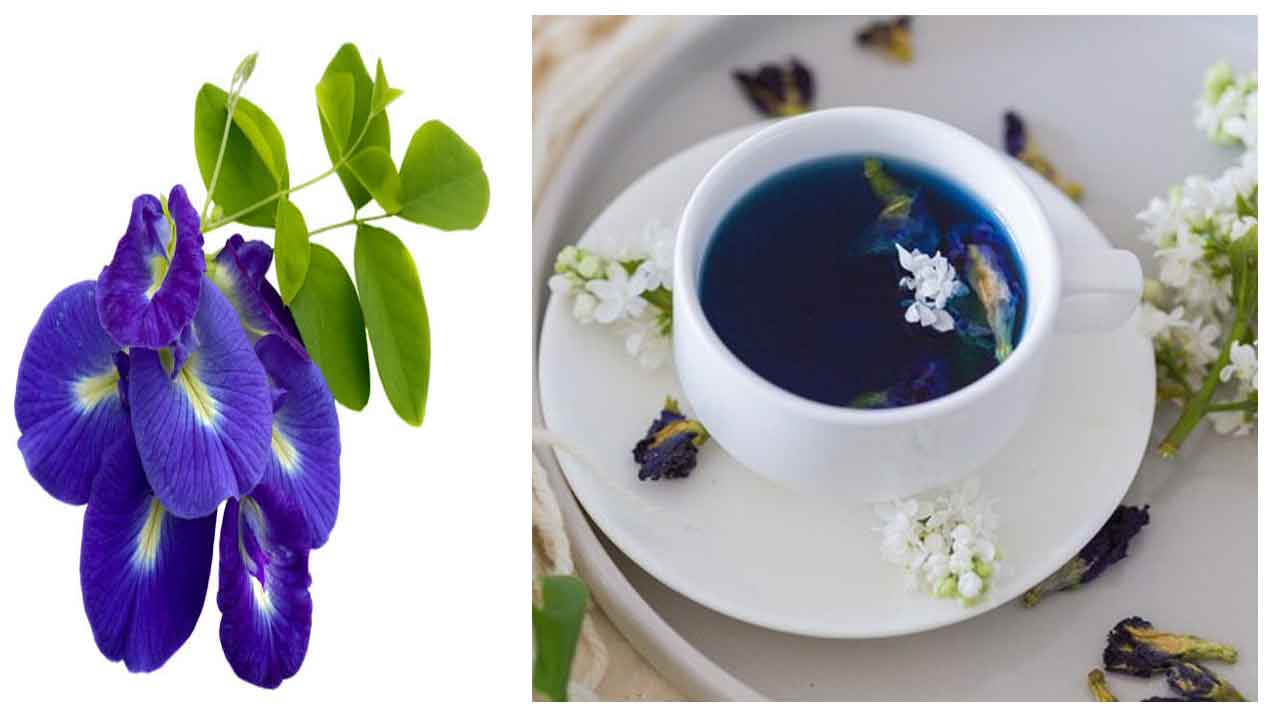 Blue tea benefits | బ్లూ టీ.. మధుమేహులు తాగొచ్చా..? ఈ టీతో ఎలాంటి ప్రయోజనాలున్నాయి..?