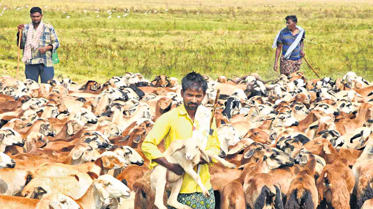 గొర్రెల మందలు.. వందలు వందలు
