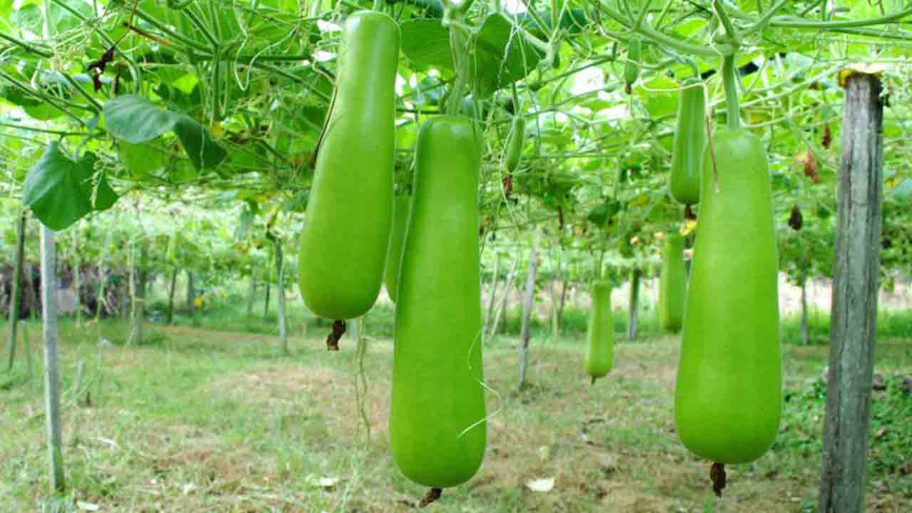 తీగజాతి కూరగాయల సాగుకు సమయమిదే