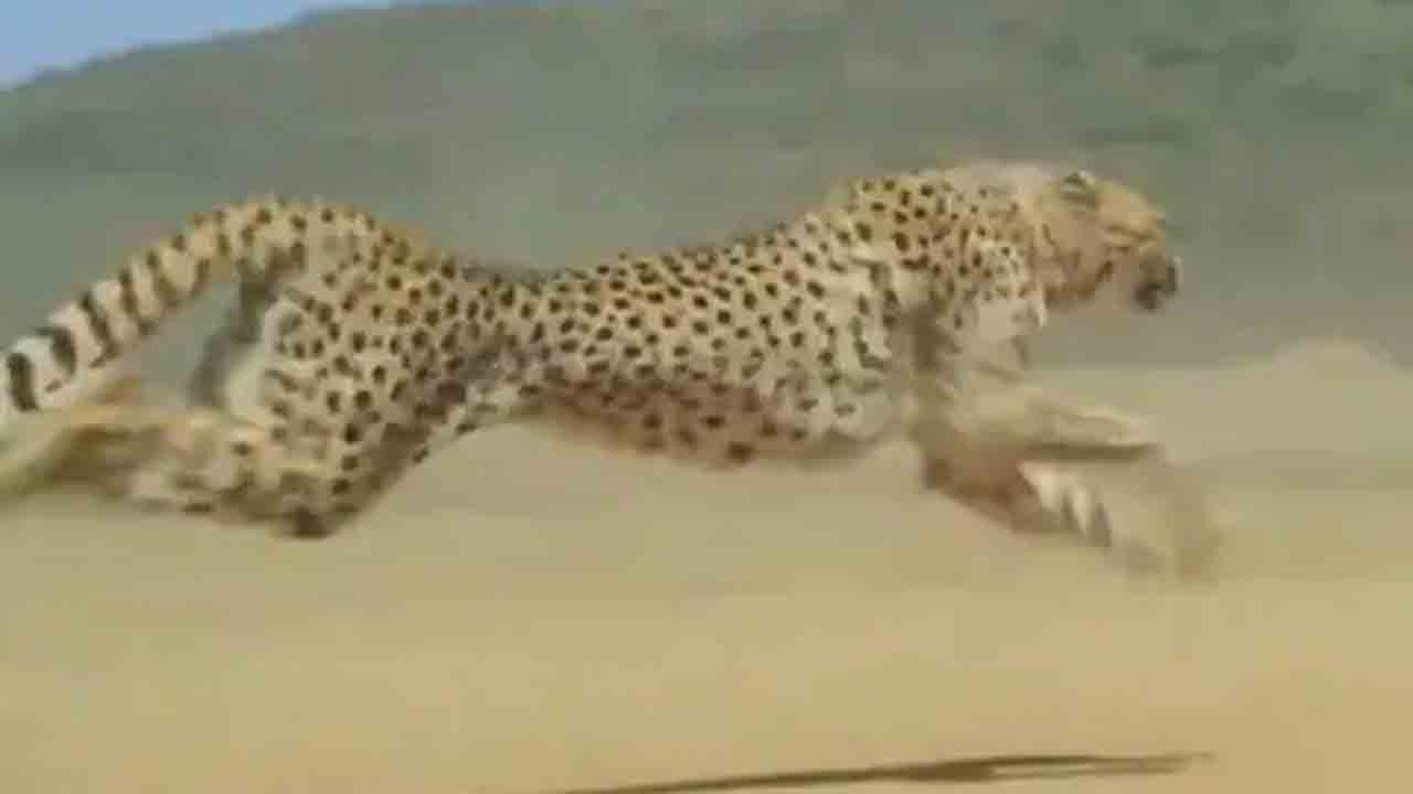 Cheetah | మెరుపు వేగంతో దూసుకెళ్తున్న చీతా.. వీడియో వైరల్‌..!-Namasthe