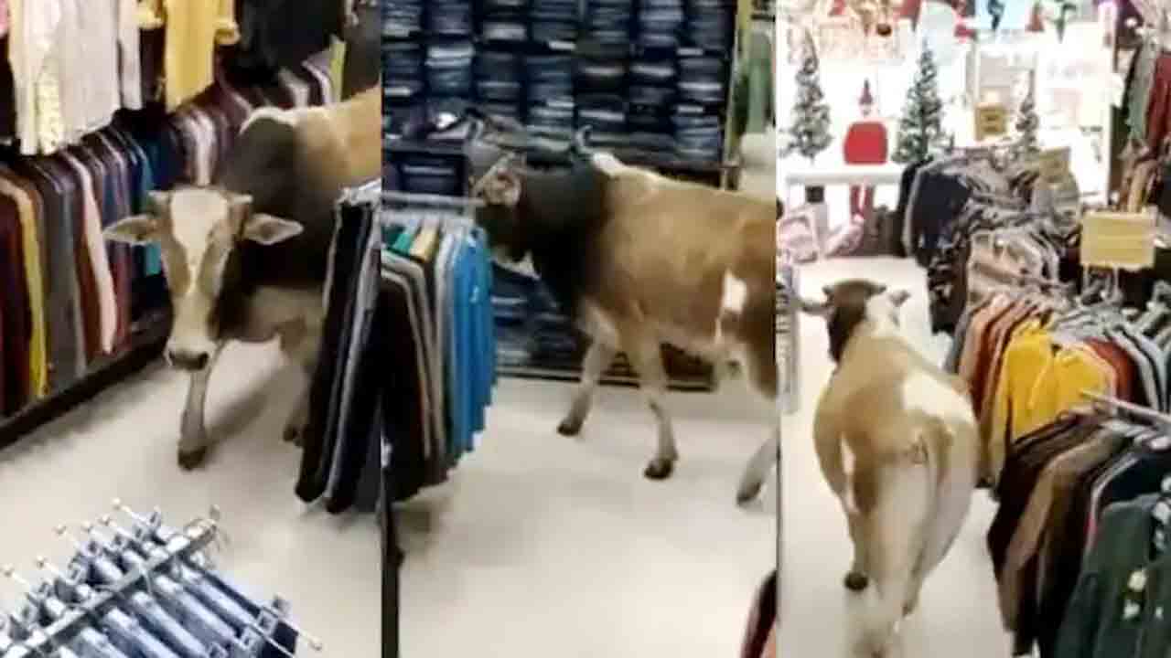 Viral Video | బట్టల దుకాణానికి వెళ్లిన ఆవు.. వీడియో వైరల్