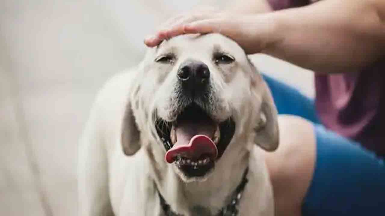 పెంపుడు కుక్కను ‘కుక్క’ అని పిలిచినందుకు.. వృద్ధుడి హత్య