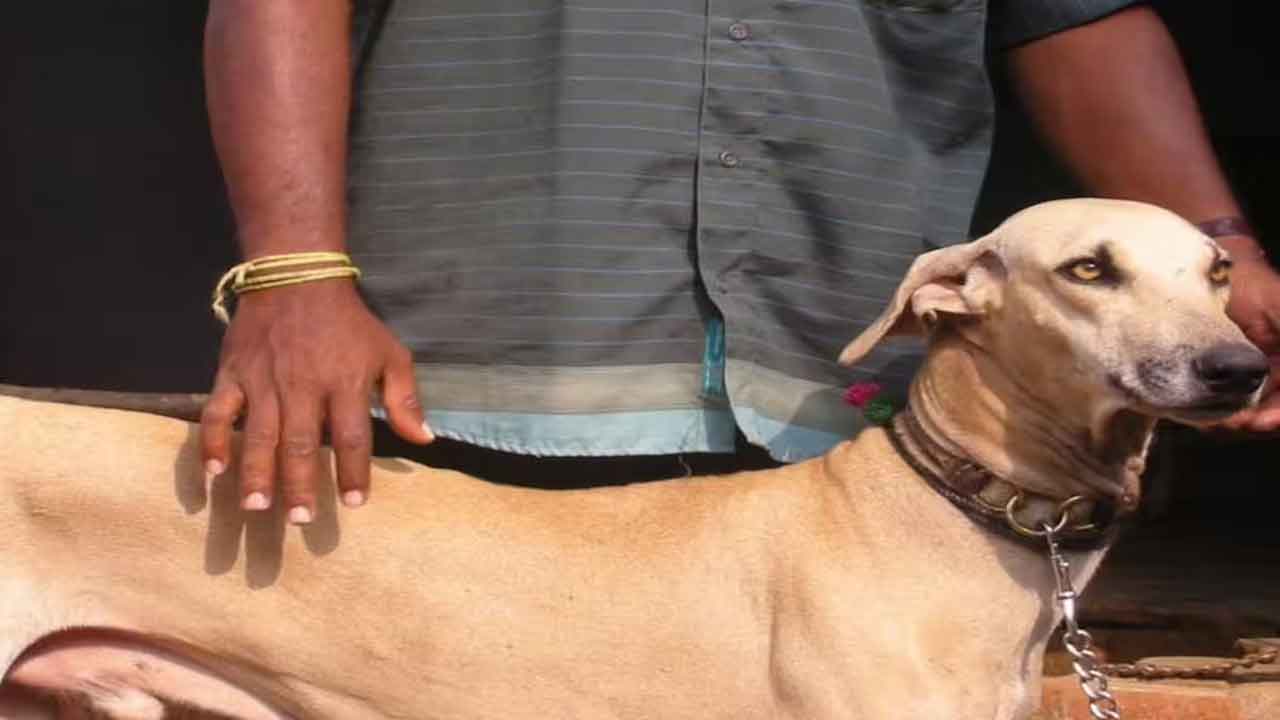 Pet affection | కుక్క అని పిలిచిన వ్యక్తి దారుణహత్య.. తమిళనాడు దిండిగళ్‌లో దారుణం