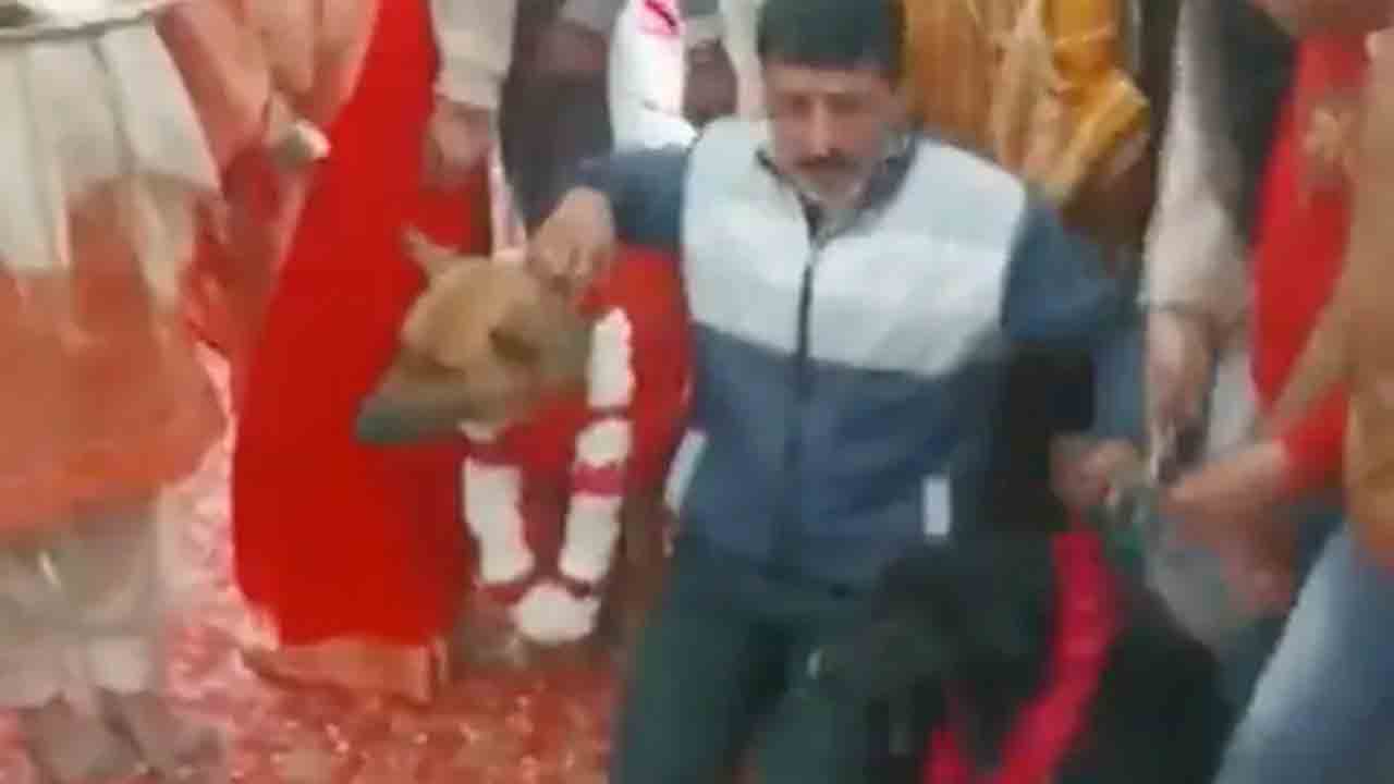 డీజే చప్పుళ్ల మధ్య శునకాల వివాహం.. వీడియో వైరల్‌..!