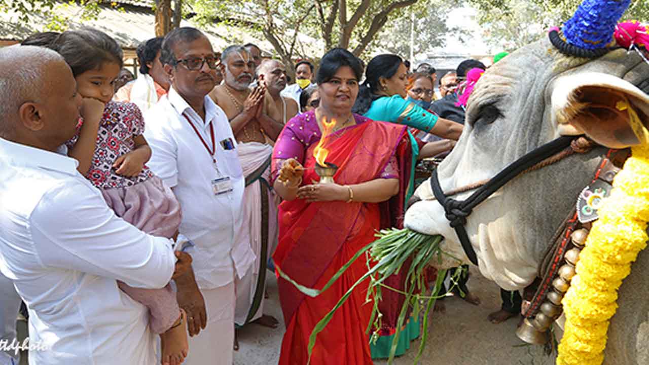 TTD news | ఎస్వీ గోశాలలో  ఘనంగా గోపూజ మహోత్సవం