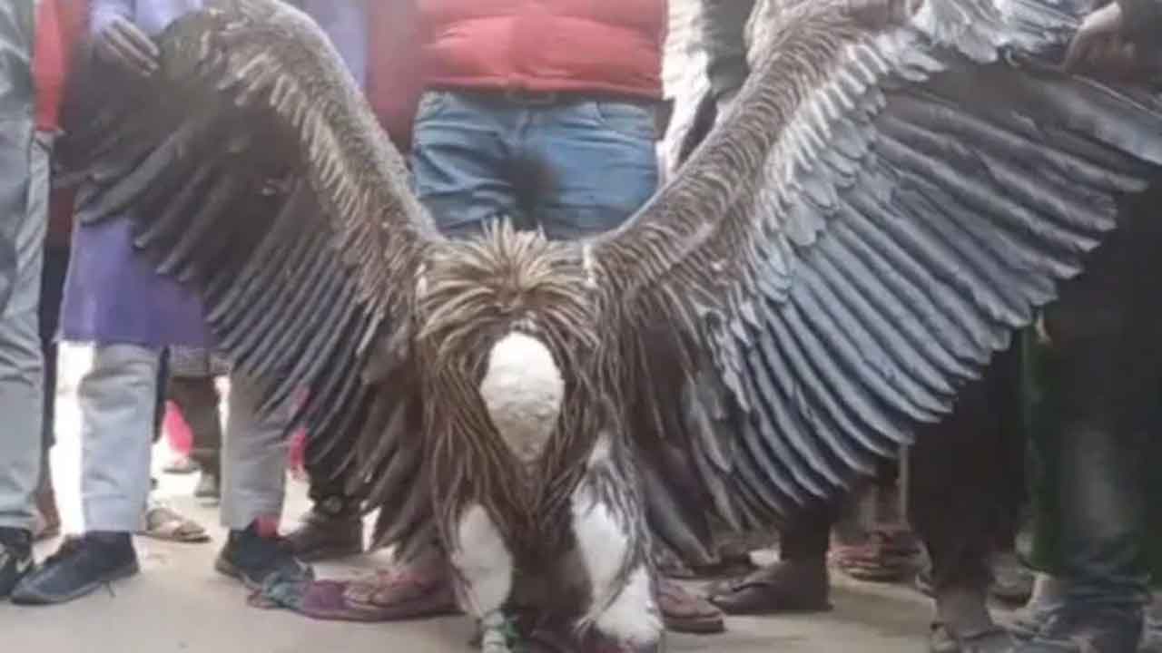 Rare Vulture | అరుదైన రాబందు ప్రత్యక్షం.. కాన్పూర్‌ అటవీ అధికారులకు అప్పగింత