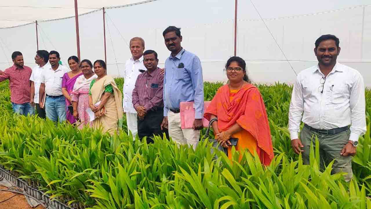 ఆయిల్‌పామ్‌కు అంతా సిద్ధం