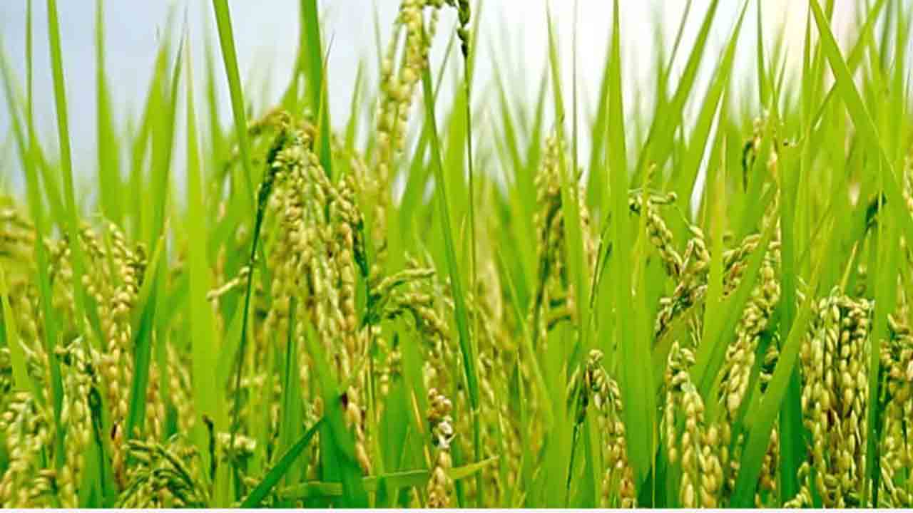 అన్నదాతపై కేంద్రం వివక్ష