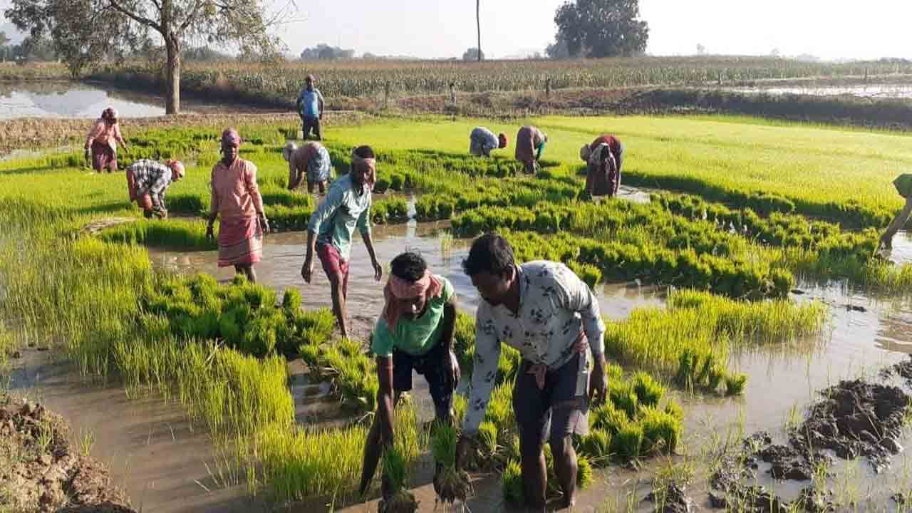మన రైతు.. మహారాజు