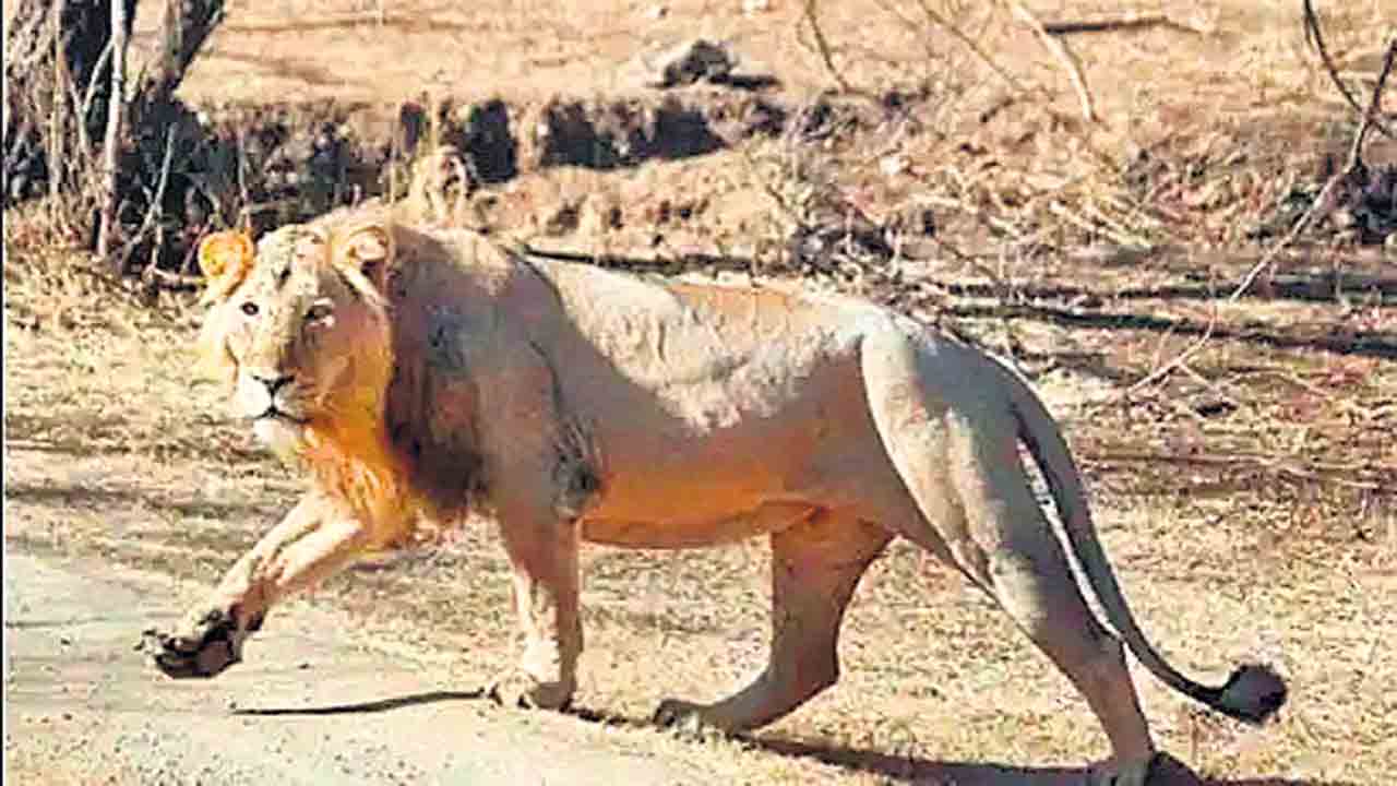 పోర్‌బందర్‌లో తొలిసారి మృగరాజు