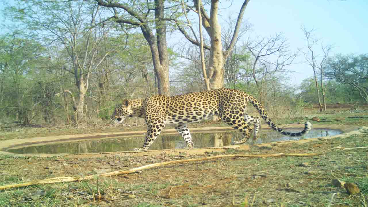 అరచేతిలో అభయారణ్యం