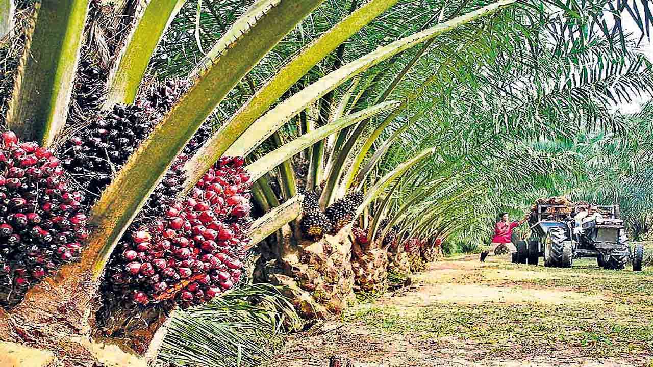 ఆయిల్‌పామ్‌ సాగునిర్ణయం హర్షణీయం