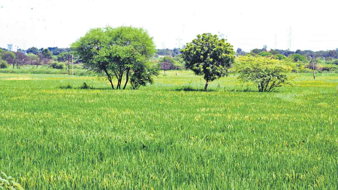 సంబురమైన సాగు