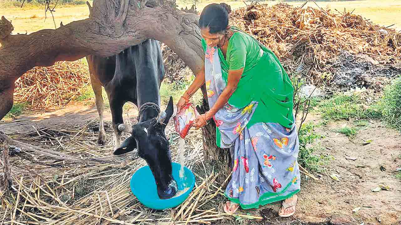 దాణాగా ‘బాలశక్తి’.. పశువులకు ఆహారంగా గర్భిణులు, పసిబిడ్డల పోషకాహారం