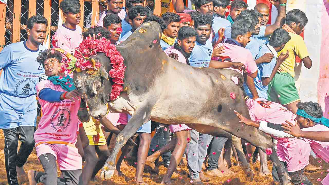 జల్లికట్టులో అపశృతి.. ఇద్దరు మృతి