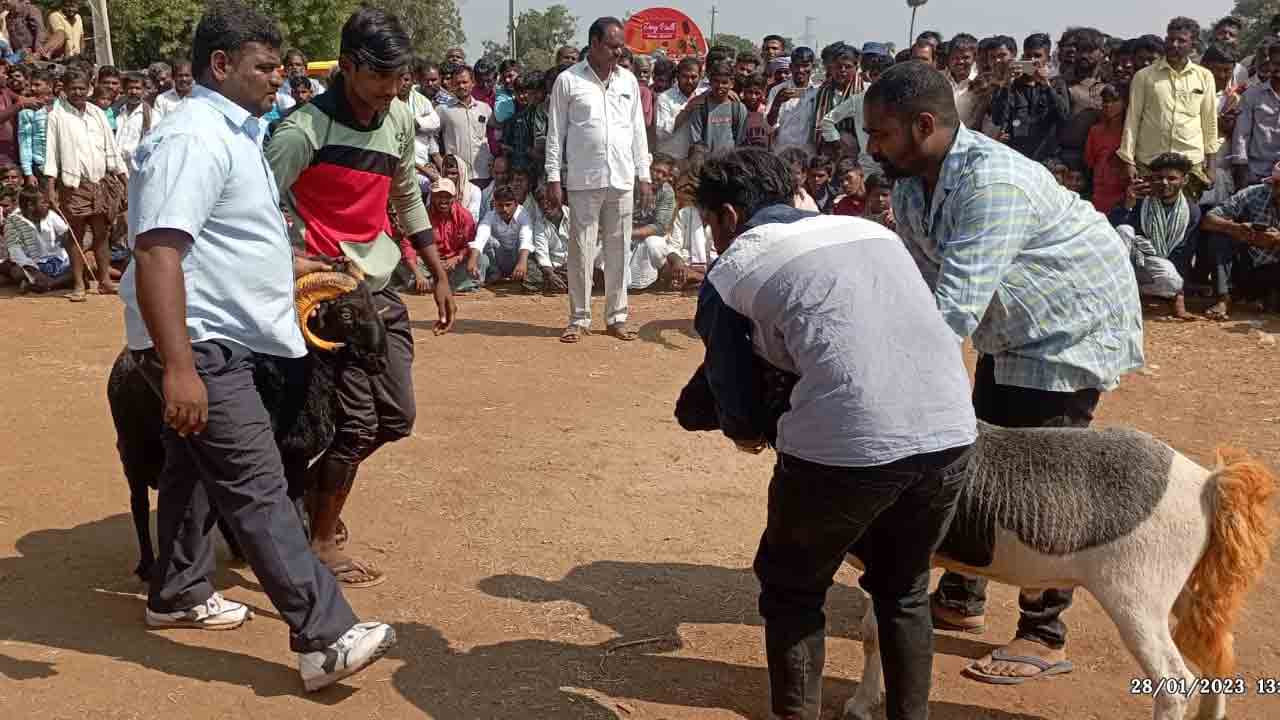 హోరాహోరీగా పొట్టేళ్ల పందెం