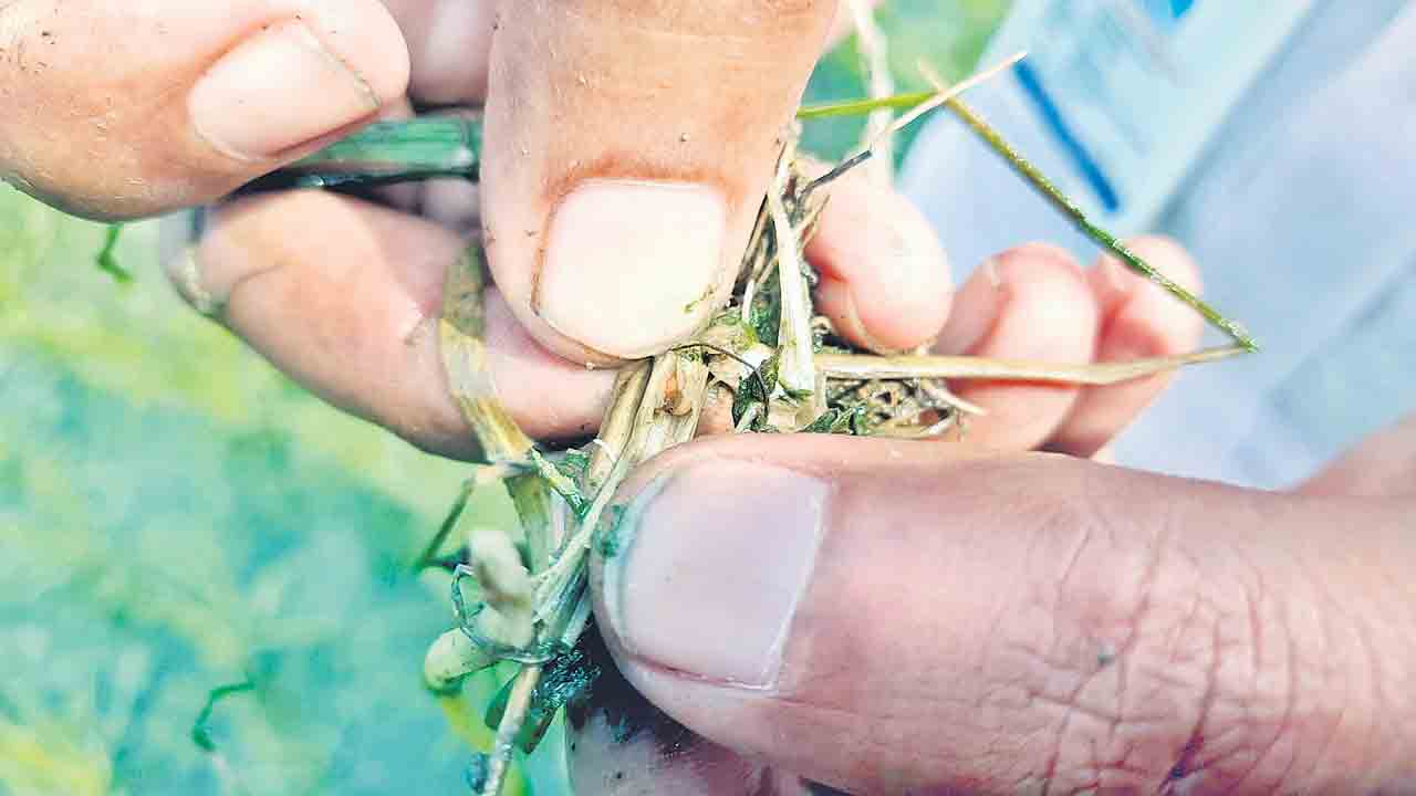 వరిలో ఉల్లికోడు..