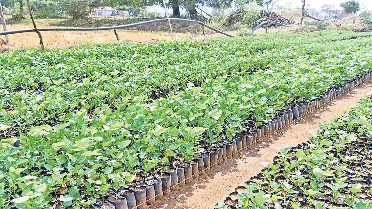 వేగంగా నర్సరీల ఏర్పాటు పనులు