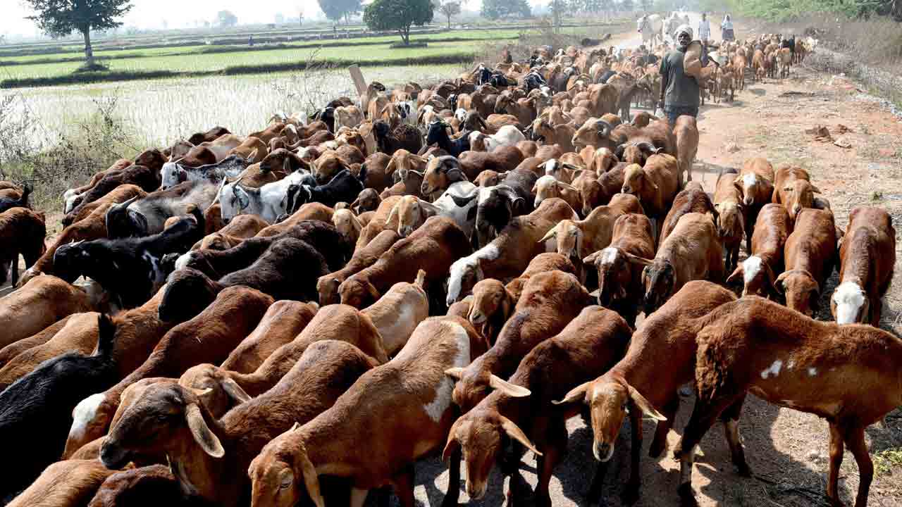 మునుగోడులో గొర్రెల పంపిణీకి రెడీ