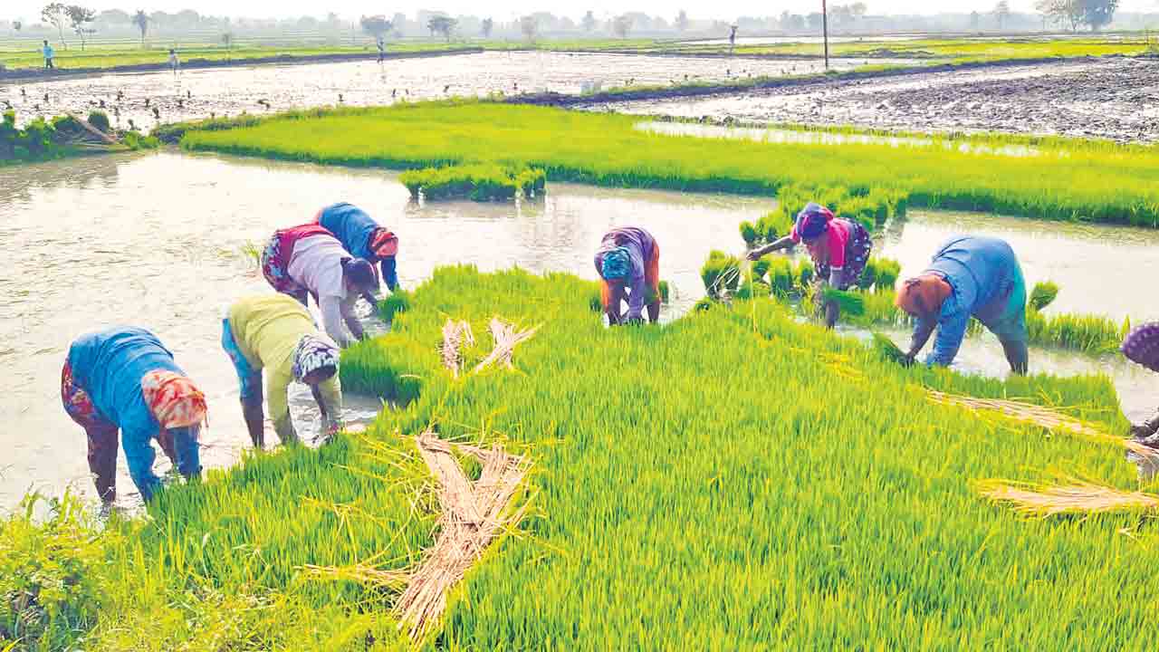 అన్నదాత మురిపెం..
