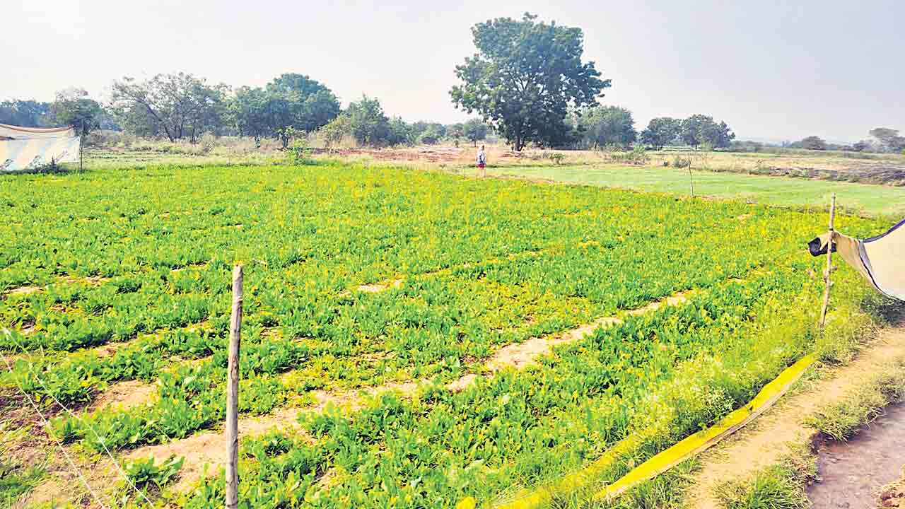 సిరులు కురిపించే కూరగాయలు