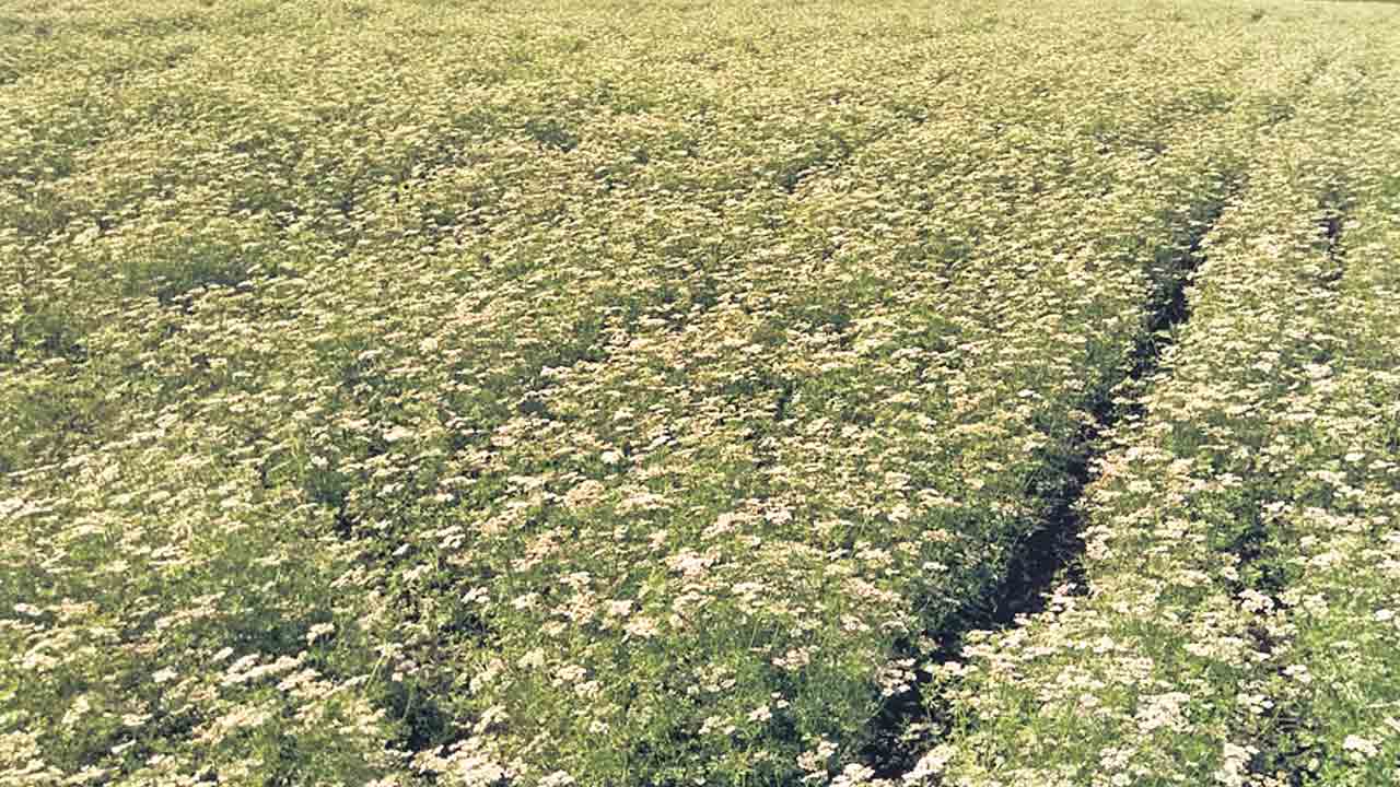 60 రోజుల పంట..ఆదాయం ఇంటింటా..