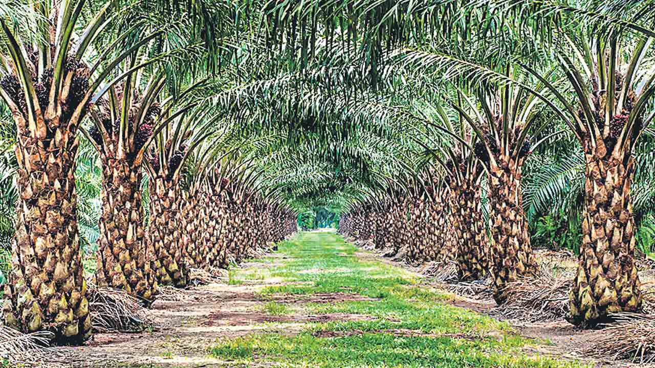లక్షణంగా ఆయిల్‌పామ్‌.. 8 జిల్లాలో జోరుగా సాగవుతున్న పంట