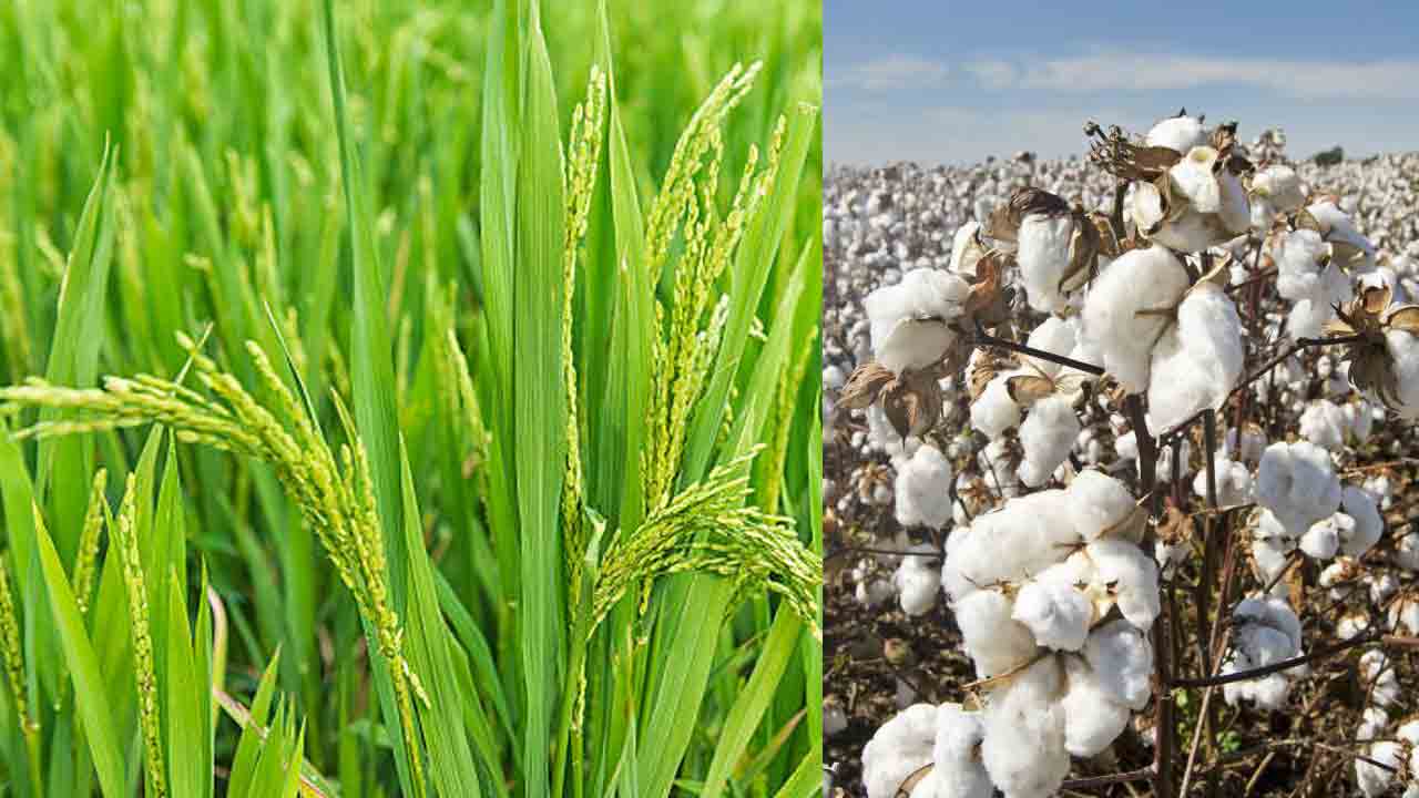 దేశానికి దారిచూపిన తెలంగాణ సాగు